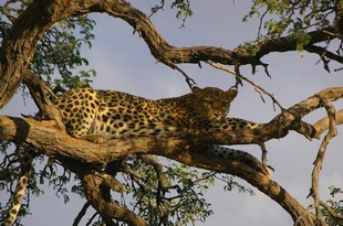 278 Namibia Okt 2006 Leopard.JPG